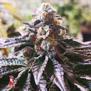 Cookies Purple Punch - Medical Seeds