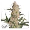 Critical Orange Punch - Dutch Passion