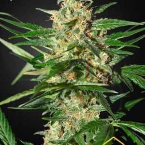 Damnesia Auto - Strain Hunters - Green House Seeds