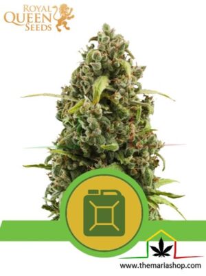 Diesel Automatic de Royal Queen Seeds, son semillas de marihuana autoflorecientes feminizadas que puedes comprar en nuestro Grow Shop online.