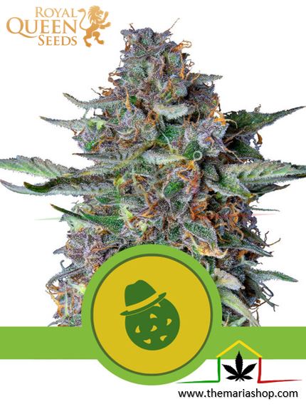 Do-Si-Dos Automatic de Royal Queen Seeds, son semillas de marihuana autoflorecientes feminizadas que puedes comprar en nuestro Grow Shop online.