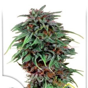 Durban Poison by Dutch Passion are feminized cannabis seeds that you can buy in our online Grow Shop.