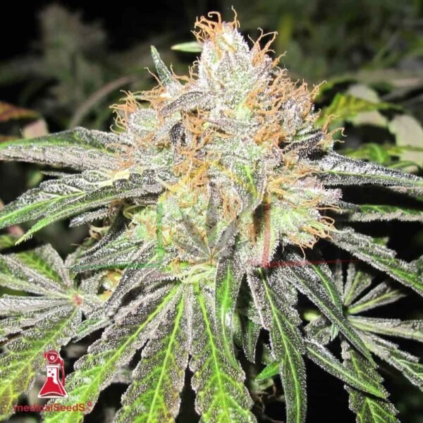 Deep Neville Regular - Medical Seeds