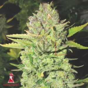 Devil Fruit - Medical Seeds