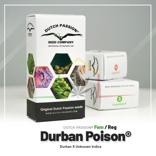 Durban Poison - Dutch Passion