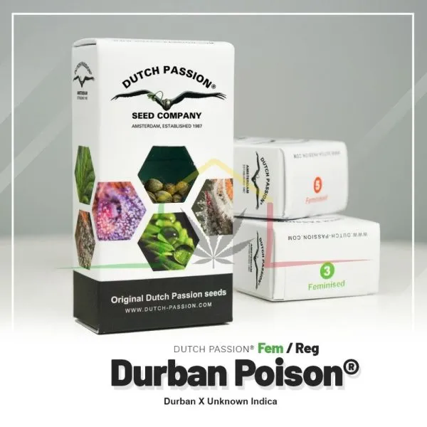 Durban Poison - Dutch Passion