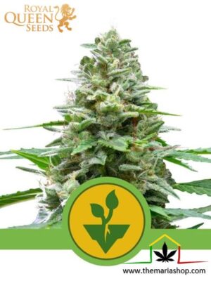 Easy Bud Automatic de Royal Queen Seeds, son semillas de marihuana autoflorecientes feminizadas que puedes comprar en nuestro Grow Shop online.