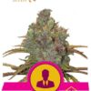El Patron de Royal Queen Seeds, son semillas de marihuana feminizadas que puedes comprar en nuestro Grow Shop online.