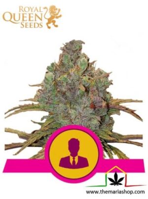 El Patron de Royal Queen Seeds, son semillas de marihuana feminizadas que puedes comprar en nuestro Grow Shop online.