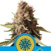 Euphoria CBD semillas de marihuana medicinales de Royal Queen Seeds que podrás comprar en Themariashop.