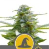Exotic Witch Regular de Royal Queen Seeds, son semillas de marihuana regulares que puedes comprar en nuestro Grow Shop online.