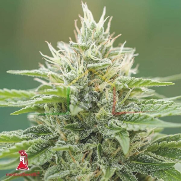 Eboshi CBG - Medical Seeds