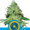 Fast Eddy Automatic CBD - Royal Queen Seeds