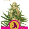 Fat Banana de Royal Queen Seeds, son semillas de marihuana feminizadas que puedes comprar en nuestro Grow Shop online.