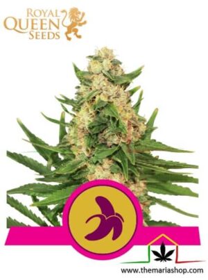 Fat Banana de Royal Queen Seeds, son semillas de marihuana feminizadas que puedes comprar en nuestro Grow Shop online.