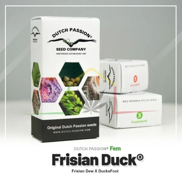 Frisian Duck - Dutch Passion