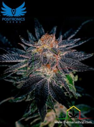 Gelato #47 de Positronics, son semillas de marihuana feminizadas que puedes comprar en nuestro grow shop