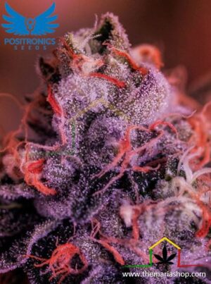 GMK by GordoMaster de Positronics, son semillas de marihuana feminizadas que puedes comprar en nuestro grow shop