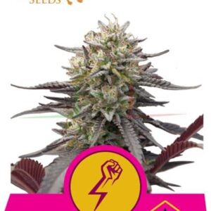 Green Crack Punch de Royal Queen Seeds, son semillas de marihuana feminizadas que puedes comprar en nuestro Grow Shop online.