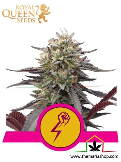 Green Crack Punch de Royal Queen Seeds, son semillas de marihuana feminizadas que puedes comprar en nuestro Grow Shop online.