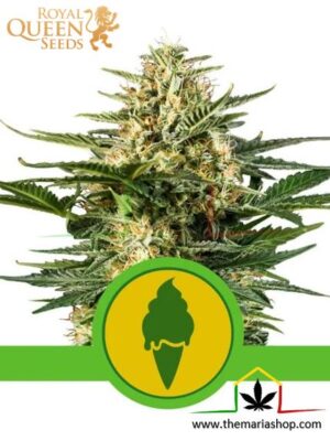 Green Gelato Automatic de Royal Queen Seeds, son semillas de marihuana autoflorecientes feminizadas que puedes comprar en nuestro Grow Shop online.