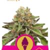 Green Gelato de Royal Queen Seeds son semillas de marihuana feminizadas que puedes comprar en nuestro grow shop online.