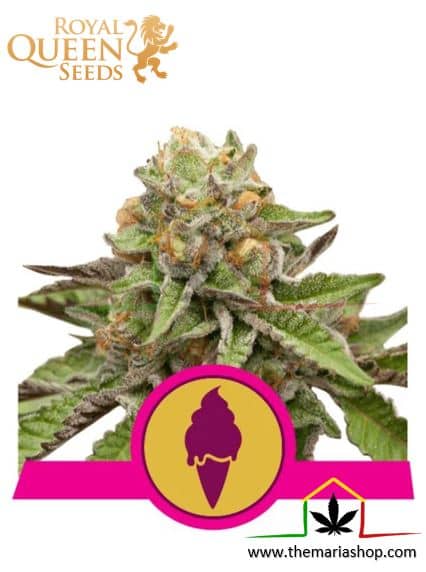 Green Gelato de Royal Queen Seeds son semillas de marihuana feminizadas que puedes comprar en nuestro grow shop online.