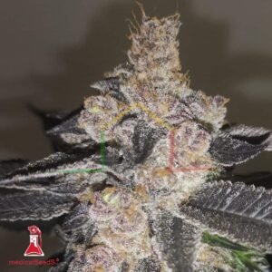 Gelato 242 - Medical Seeds