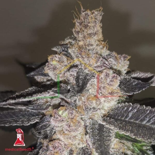 Gelato 242 - Medical Seeds