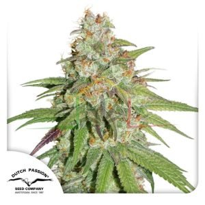 Glueberry OG - Dutch Passion