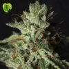 Gorilla Candy Eva seeds
