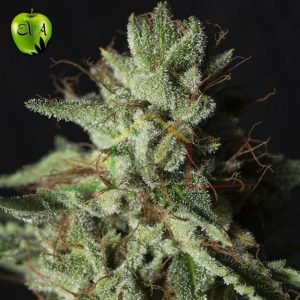 Gorilla Candy Eva seeds