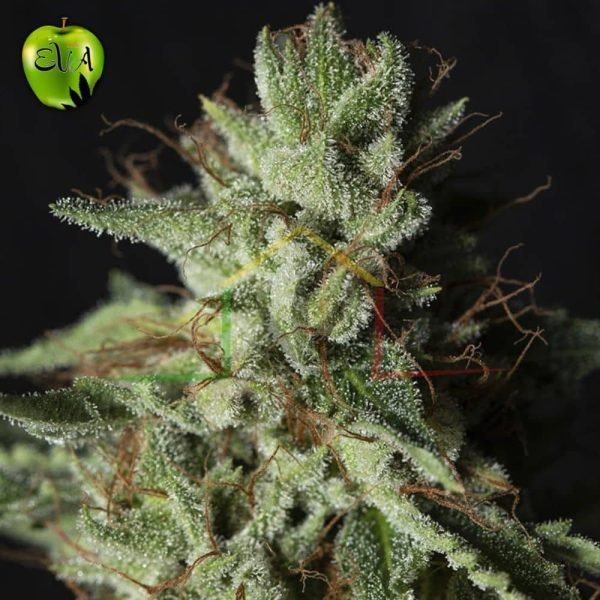 Gorilla Candy Eva seeds