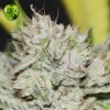 Gorilla Candy