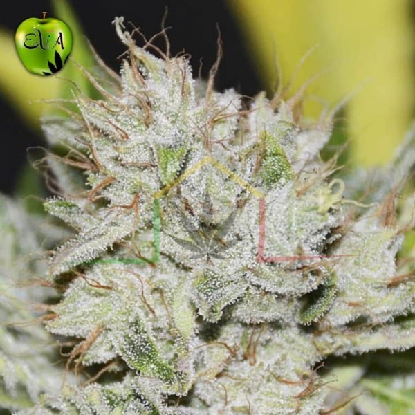 Gorilla Candy