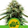 Haze Berry Automatic de Royal Queen Seeds, son semillas de marihuana autoflorecientes feminizadas que puedes comprar en nuestro Grow Shop online.