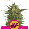 Haze Berry de Royal Queen Seeds, son semillas de marihuana feminizadas que puedes comprar en nuestro Grow Shop online.