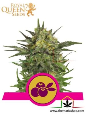 Haze Berry de Royal Queen Seeds, son semillas de marihuana feminizadas que puedes comprar en nuestro Grow Shop online.