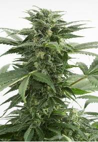 Haze XXL Auto de Dinafem seeds, autoflowering feminized cannabis seeds you can buy in our grow shop online.