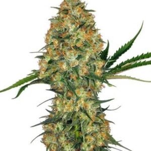 Hindu Kush by Sensi Seeds, autoflowering marijuana seeds that you can buy in our online grow shop.