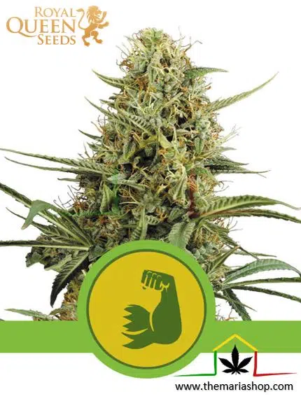 HulkBerry Automatic de Royal Queen Seeds. Autoflorecientes más rápidas.