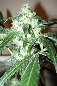Ice de Royal Queen Seeds, son semillas de marihuana feminizadas que puedes comprar en nuestro Grow Shop online.