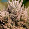 Jack Diesel Auto de Positronics Seeds, son semillas de marihuana autoflorecientes feminizadas que puedes comprar en nuestro Grow Shop online.