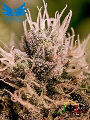 Jack Diesel Auto de Positronics Seeds, son semillas de marihuana autoflorecientes feminizadas que puedes comprar en nuestro Grow Shop online.