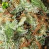 Jamaican Dream CBD