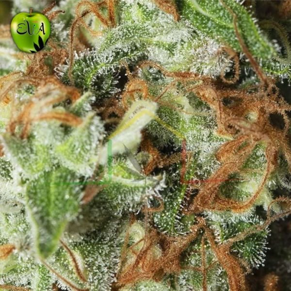 Jamaican Dream CBD