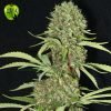Jamaican Dream eva seeds