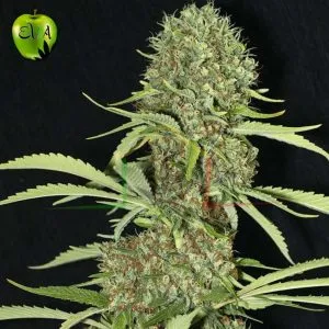 Jamaican Dream eva seeds