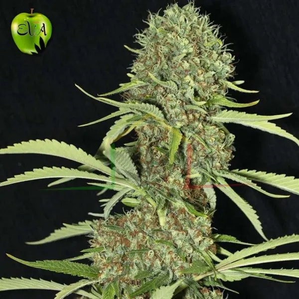 Jamaican Dream eva seeds
