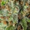 Jamaican Dream eva seeds